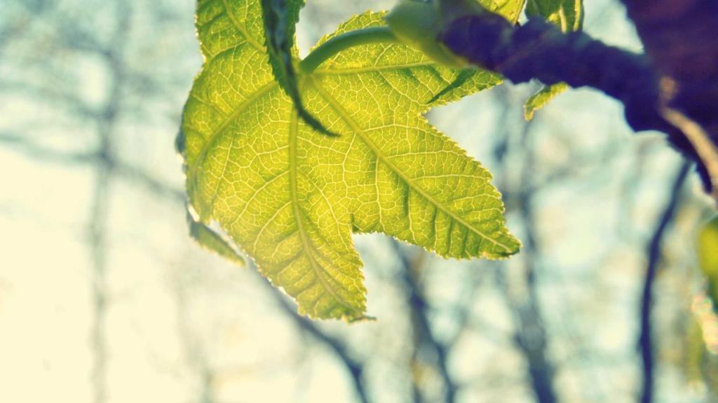 탈모 피나스테리드 비보험 가격 2026