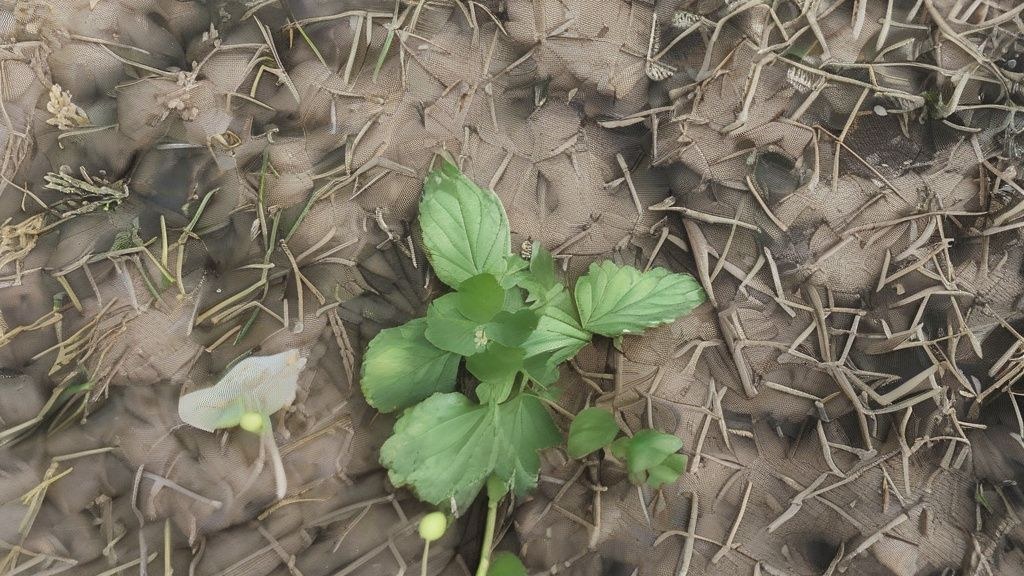 한국인 주부가 냉장고에서 신선한 채소를 꺼내 깨끗하게 씻고 있는 모습